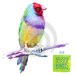 Vector watercolor style illustration of bird