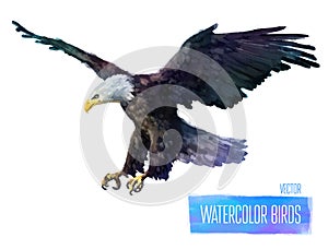 Vector watercolor style illustration of bird