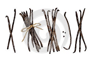 Vector and watercolor vanilla pods, bunch of dried beans set, hand painted on paper, white backgroundackgrounds