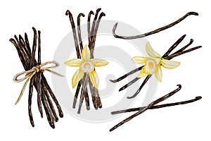 Vector and watercolor vanilla pods and flowers, bunch of dried beans, hand painted on paper, white background