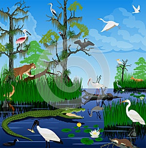 Vector wetland Pantanal Everglades landscape with animals