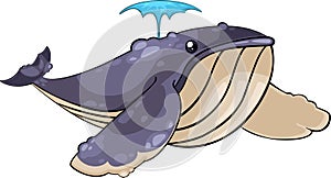 vector Whale Illustration