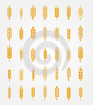 Vector wheat ears icons set photo