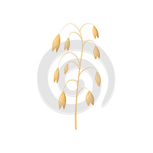 Vector wheat ears spikelets with grains. oat bunch, yellow sereals for backery, flour production design.