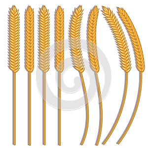 Vector wheat ears spikelets with grains. Oat bunch, yellow sereals for backery, flour production design. Whole stalks, organic