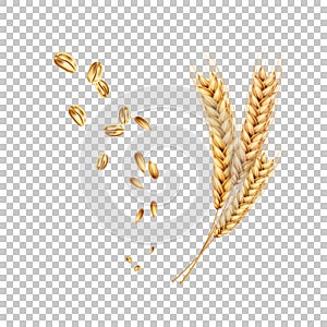 Vector wheat ears spikelets realistic with grains