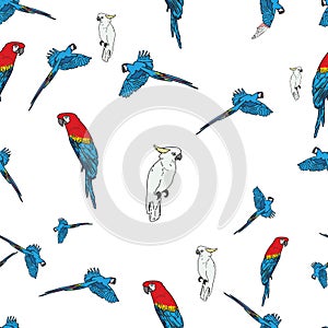 Vector white background tropical birds, parrots, macaw, exotic cockatoo birds. Seamless pattern background