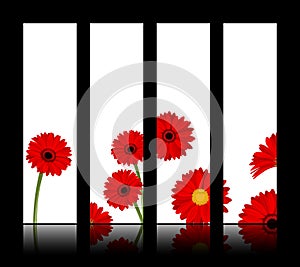 Vector white banners with red gerbera flowers. Eps-10.