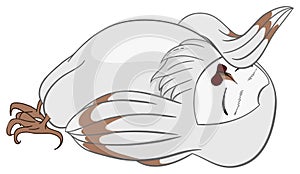 Vector white barn owl Drama Qween in cartoon