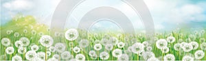 Vector white dandelions field. Spring nature background