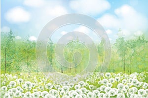 Vector white dandelions meadow.  Spring nature background