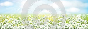 Vector white dandelions meadow.  Spring nature background
