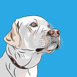 Vector white dog breed Labrador Retriever