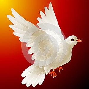Vektor bílý holubice 