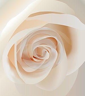 Vector white rose closeup
