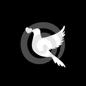 Vector white silhouette of flying pigeon with heart in beak on black background