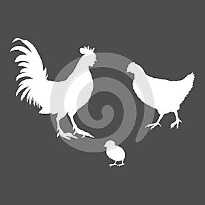 Vector White Silhouette Set of Poultry Birds. Rooster, Chick and Hen