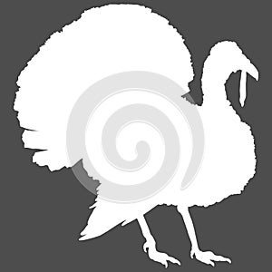 Vector White Silhouette of Turkey. Farm Bird Illustration