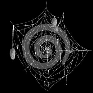 Vector white spiderweb with spiders and cocoons