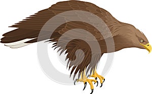 Vector white-tailed eagle illustration