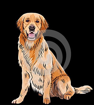 Vector whole body portrait of a dog breed Golden Retriever .