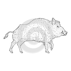 Vector Wild Boar Sketch Illustration on White Background