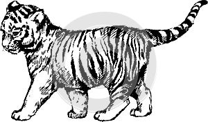 Vector wild cats illustration kitten tiger cub