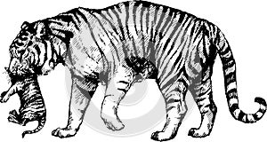 Vector wild cats illustration, tigress, kitten tiger cub