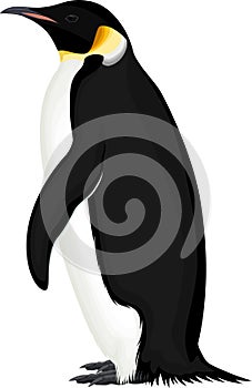 Vector wild Emperor penguin illustration