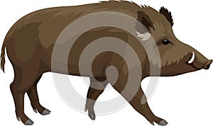 Vector wild hog boar mascot photo