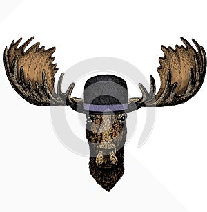 Vector wild moose, elk portrait. Moose head, face. Bowler hat.