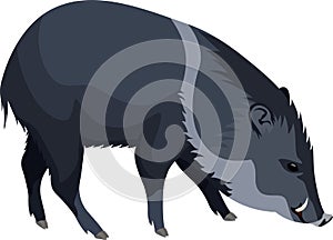 Vector wild pig peccary