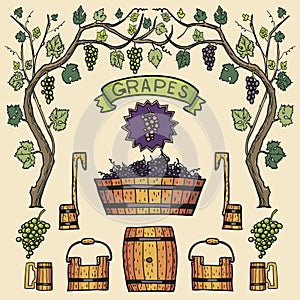 Vector wine grapes illustrations Winemaking design.