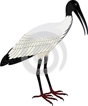 Vector Wood stork Mycteria americana photo