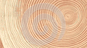 Vector wood texture of wavy ring pattern from a slice of tree. Grayscale wooden stump isolated on white.