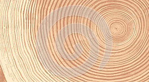 Vector wood texture of wavy ring pattern from a slice of tree. Grayscale wooden stump isolated on white. photo