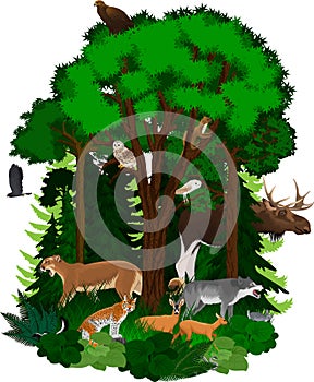 Vector woodland green forest with animals