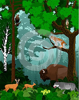 Vector woodland green forest trees backlit with bison, wolf, lynx, owl, moose and deers