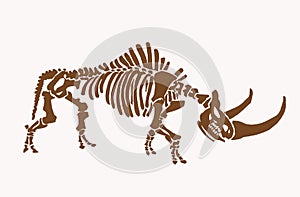 Vector vintage  illustration of woolly rhino skeleton ,graphical fossils,paleonthology