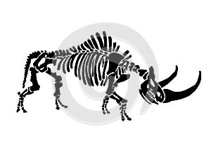 Vector illustration of woolly rhino skeleton isolated on white,graphical fossils,paleonthology photo