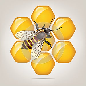 vector working bee on honeycells