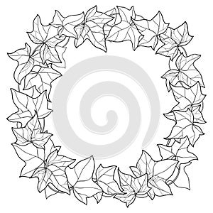 Vector wreath with outline Ivy or Hedera foliage. Ornate leaf and Ivy vine in black isolated on white background.