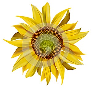 Vector yellow beautiful sunflower