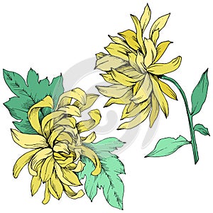 Vector Yellow Chrysanthemum floral botanical flowers. Engraved ink art. Isolated flower illustration element.