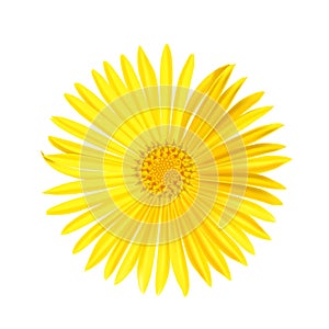 Vector yellow daisy flower isolated on white background. Spring-yellow chamomile.