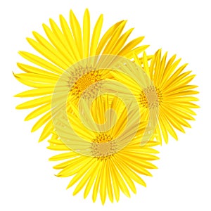 Vector yellow daisy flower isolated on white background. Spring-yellow chamomile.