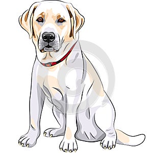 vector Yellow dog breed Labrador Retriever sitting