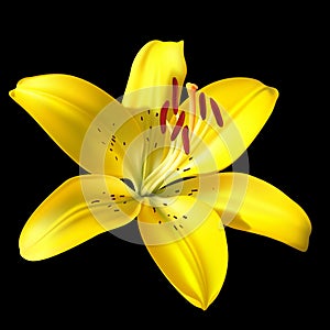 Vector yellow lily on black