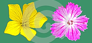 Vector yellow and magenta flowers