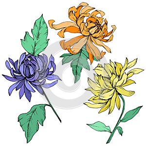 Vector Yellow, orange and blue Chrysanthemum botanical flowers. Engraved ink art. Isolated flower illustration element.